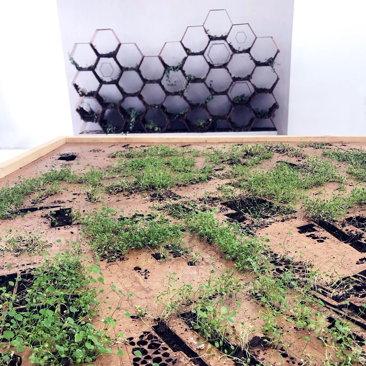 dundeeuni's tweet image. Art &amp;amp; Humanities student Alexis Bernstein has created these beautiful living maps of Dundee City and DJCAD, exploring how natural plants and urban environments can co-exist. See Alexis’ work at the Masters Show until Sun 25 Aug. uod.ac.uk/30lVbF9

#djcadmastersshow