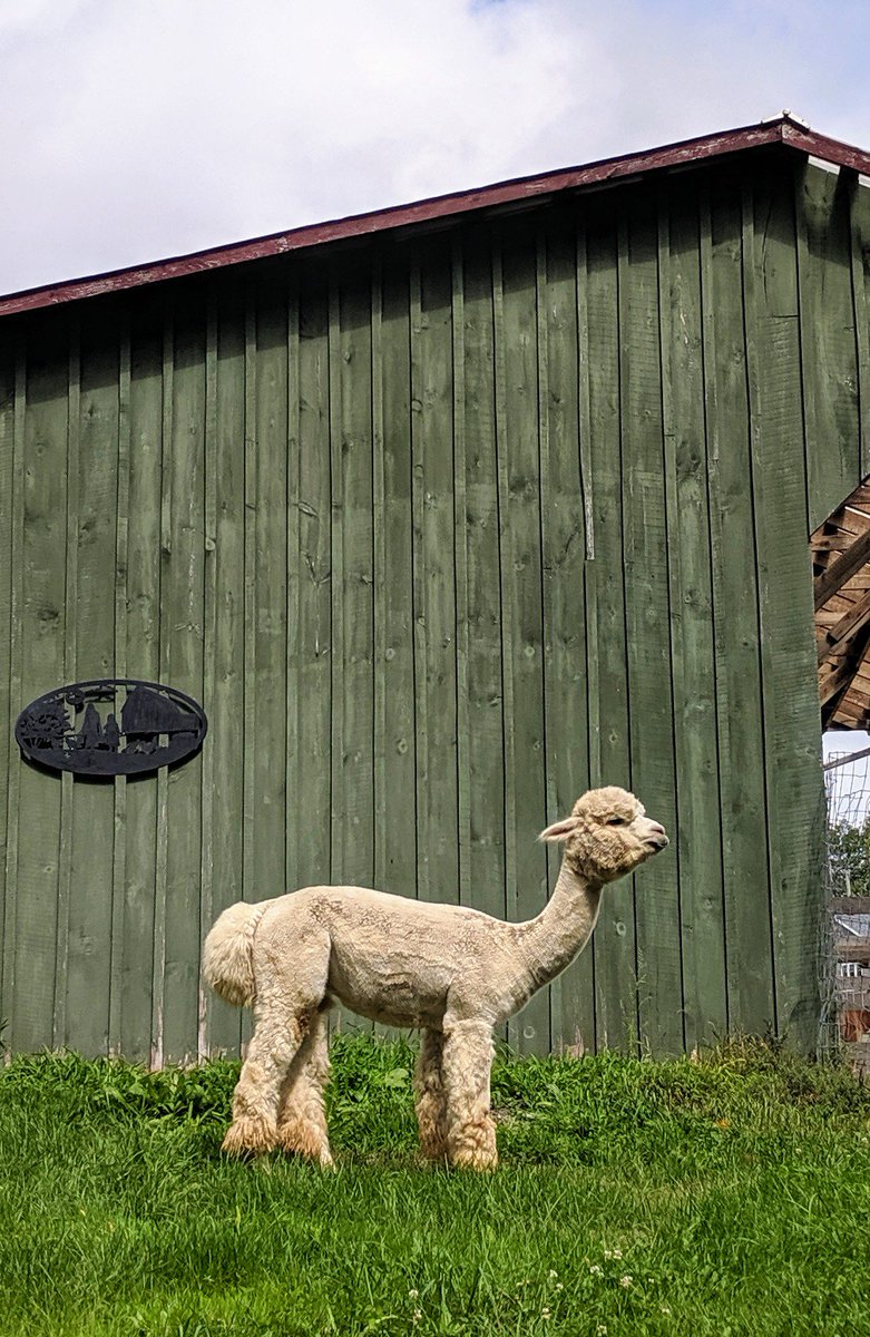 ohalpacas's tweet photo. These #handsome boys, showcasing gorgeous colours, will soon be making their way to @coldspringsalpacas to cover their girls. Call us to discuss #studservice #alpacabreeders #alpaca #alpacafarm #alpaga #alpaka #alpacaontario #alpacabusiness #alpacalife #backyardfarmer #CFFO https://t.co/2VZr0MwuFW