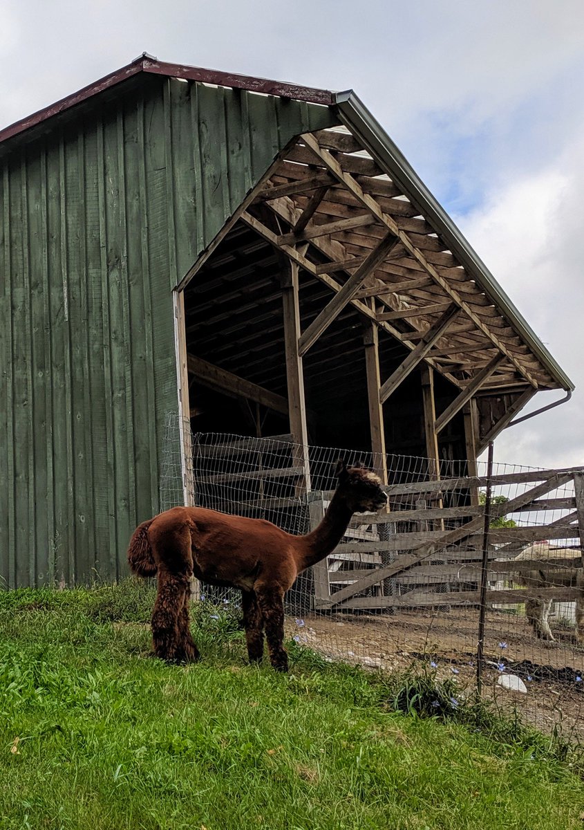 ohalpacas's tweet photo. These #handsome boys, showcasing gorgeous colours, will soon be making their way to @coldspringsalpacas to cover their girls. Call us to discuss #studservice #alpacabreeders #alpaca #alpacafarm #alpaga #alpaka #alpacaontario #alpacabusiness #alpacalife #backyardfarmer #CFFO https://t.co/2VZr0MwuFW