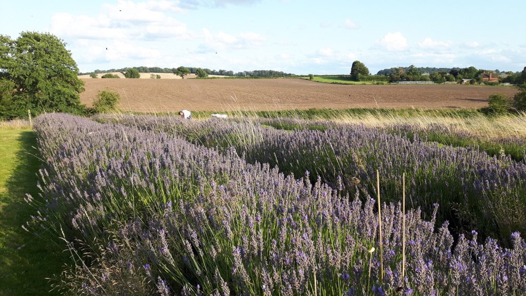 EnglishLavanda's tweet photo. HUGE CLOSING DOWN SALE
50% OFF
Plants &amp; many shop items
SHROPSHIRE LAVENDER
Fri-Mon August Bank Holiday w/e
12.00-17.00
Shropshire Lavender, Pickstock
TF10 8 AH
Joanna’s fabulous cakes as well!
DON’T MISS IT
SHROPSHIRE LAVENDER
SHROPSHIRE LAVENDER
SHROPSHIRE LAVENDER
LAVANDA MIA https://t.co/cxGDdEL6nQ