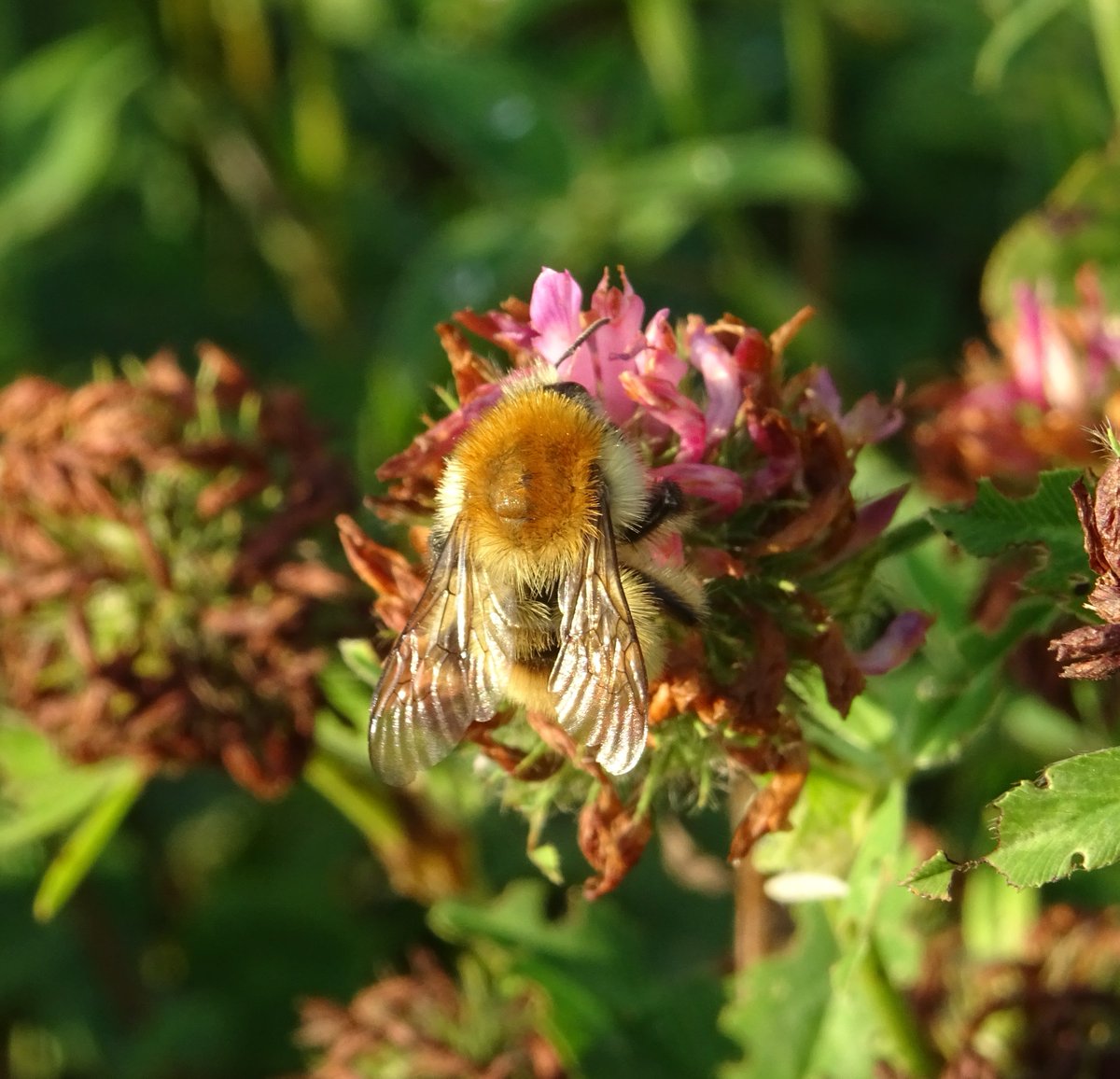 BuzzingCoast's tweet photo. Spectacular day on the #BeeBlitz 
@WoodlandTrust #VictoryWood yesterday. BBCT &amp; WT staff &amp; volunteers walked 3 different survey routes &amp; recorded in total 336 #bumblebees inc. an incredible 121 Shrill Carders, 39 Brown-banded carders and 2 Red-shanked carders! Amazing! https://t.co/JOIOOXDWsV