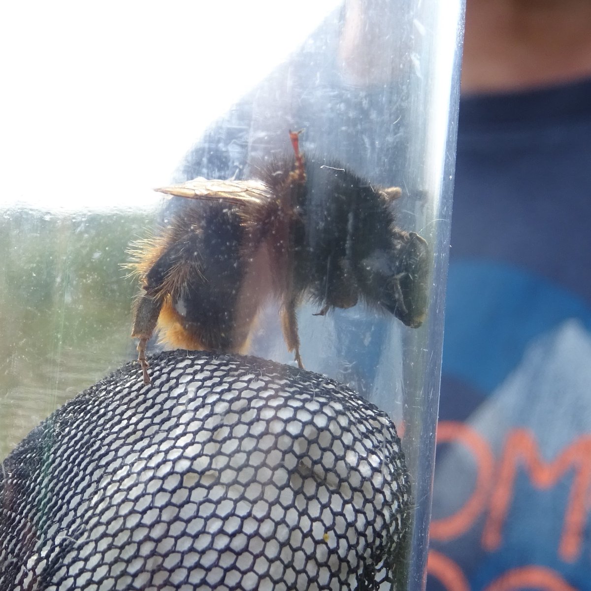 BuzzingCoast's tweet photo. Spectacular day on the #BeeBlitz 
@WoodlandTrust #VictoryWood yesterday. BBCT &amp; WT staff &amp; volunteers walked 3 different survey routes &amp; recorded in total 336 #bumblebees inc. an incredible 121 Shrill Carders, 39 Brown-banded carders and 2 Red-shanked carders! Amazing! https://t.co/JOIOOXDWsV