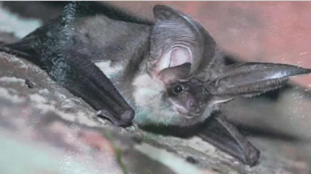 BX1_Actu's tweet image. La Nuit européenne des chauves-souris se déroulera les 24 et 31 août à Bruxelles bx1.be/auderghem/la-n…