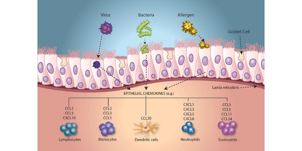 FrontInfectDis's tweet photo. Submissions are now invited to our article collection on 'The Response of Mucosal Epithelial Cells to Infections' Guest edited by @yourwangran and David Proud  https://t.co/HH4b3bUlLa #infections #pathogens #openaccess ccess #CallforPapers https://t.co/HHVaHkHAz8