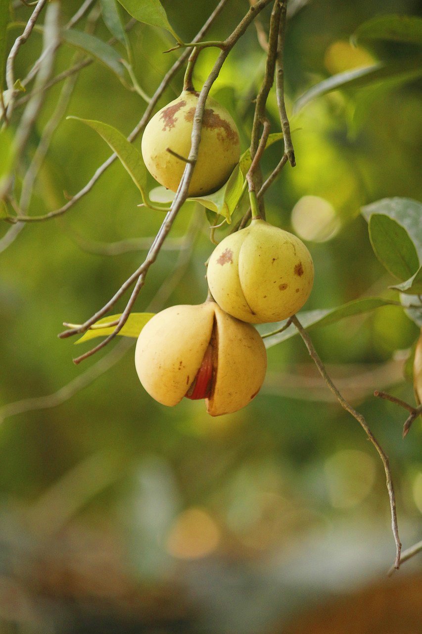 繻 鳳花 香辛料のナツメグ Nutmeg は東アジアから伝わってきたとされ 中世ヨーロッパでは香辛料でも貴重種に入ります 甘味と木の香りが魅力的で 当時の料理レシピでもよく使われていました 高いのでチビチビ使用 許容量を超えると 官能的な香り 繻 鳳花 香辛料のナツメグ Nutmeg は東アジアから伝わってきたとされ 中世ヨーロッパでは香辛料でも貴重種に入ります 甘味と木の香りが魅力的で 当時の料理レシピでもよく使われていました 高いのでチビチビ使用 許容量を超えると 官能的な香り