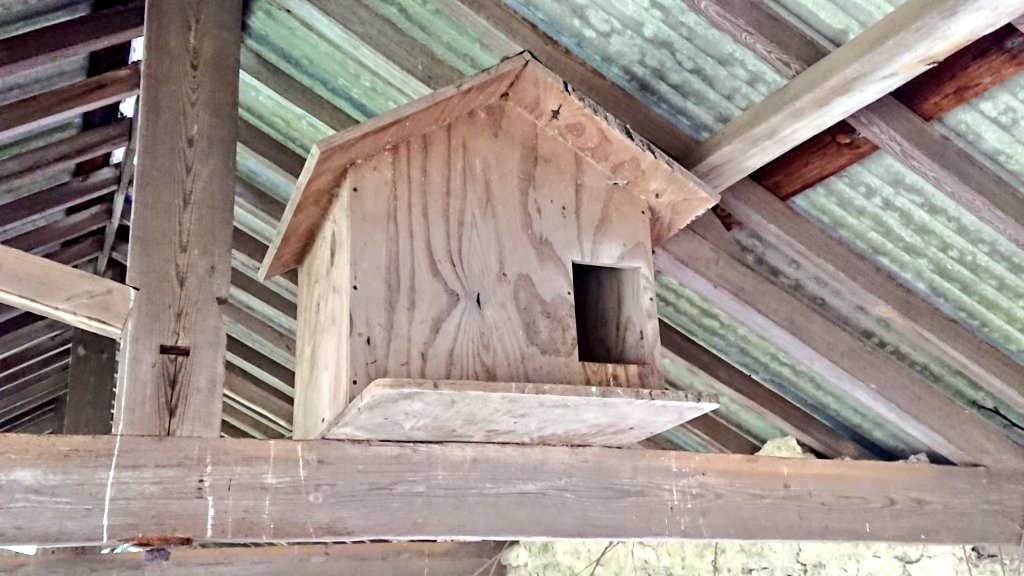 Borg Owl Raptor On Twitter Next Barn Owl Box Not Occupied