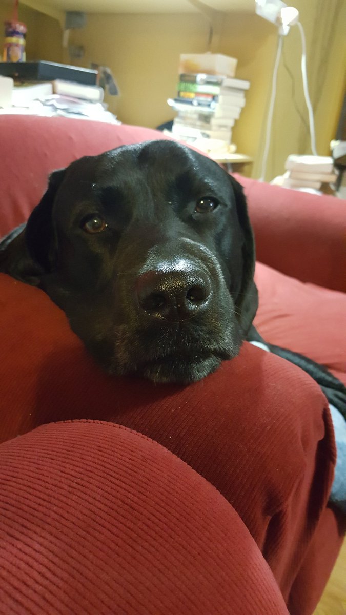 TwoDogHowl's tweet image. Day 5 of 7 days of our life.....no two legs...no explanation. @gracieizzylab challenged us and we have to challenge someone each day...so can you show us what you got @Dudderlicious?