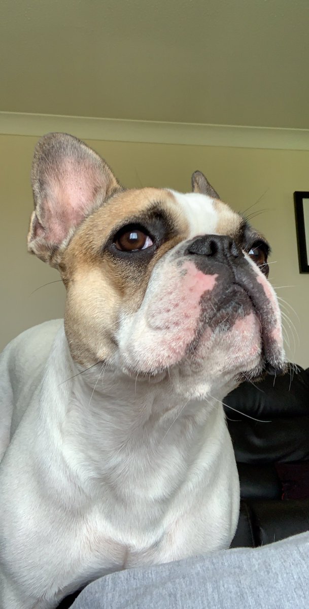 FrenchieHenry's tweet photo. #frenchbulldog #frenchie #frenchies #bulldog #dog #puppy #frenchielove #dogs  #frenchiepuppy #frenchieoftheday #frenchiesociety #frenchielife #instadog #frenchbulldogs #bulldogfrances #puppylove #bulldogs #puppies #love #frenchbully #puppiesofinstagram #french #franz #bhfyp https://t.co/2tZkmJSAbG