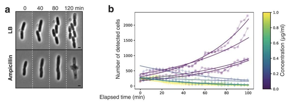 Chitosan films for microfluidic studies of single bacteria and perspectives for antibiotic susceptibility testing ow.ly/7dZv50vDcAI