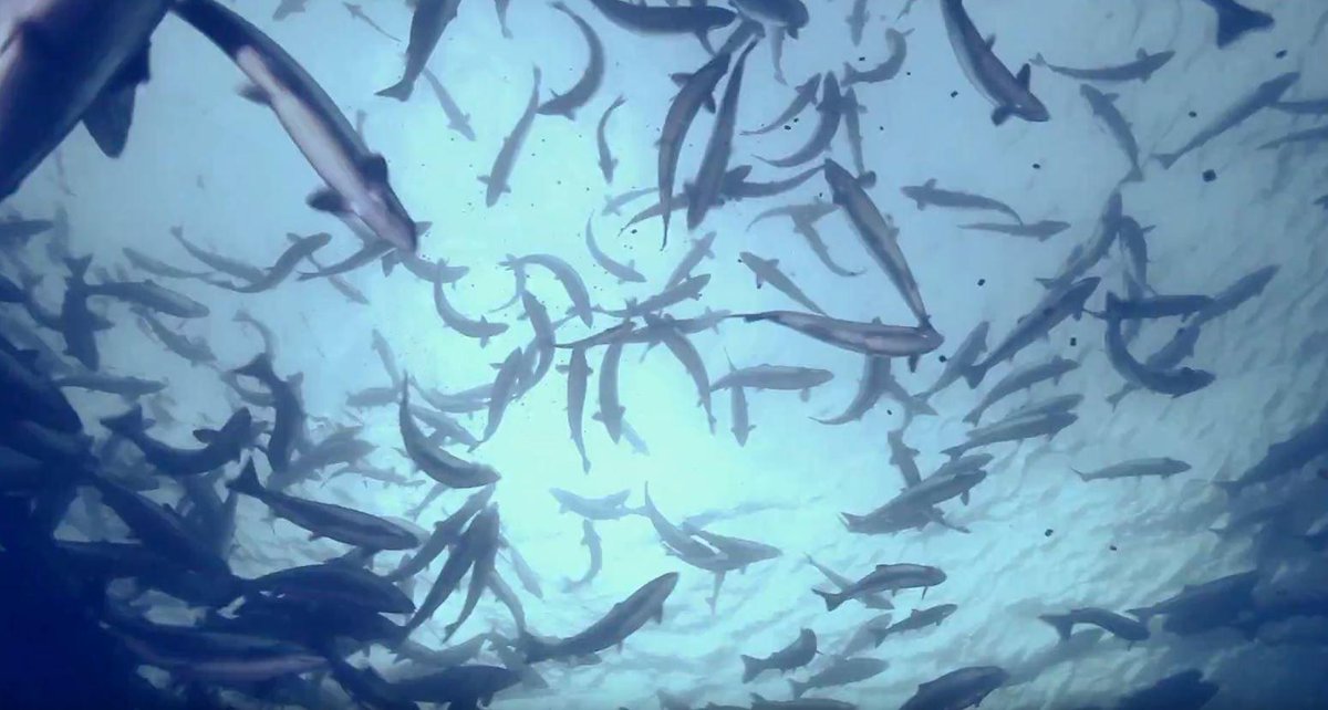 Evonik's tweet photo. Not only on today's #Dayoffish we help to protect marine resources. #Evonik helps reduce the amount of wild caught fish in #salmon feed. With feeds based on #algae and #AminoAcids rather than on fish oil, we counteract the overfishing of the oceans.🐟🐠 https://t.co/R2DocgZQ4A https://t.co/WELyzp35Ug