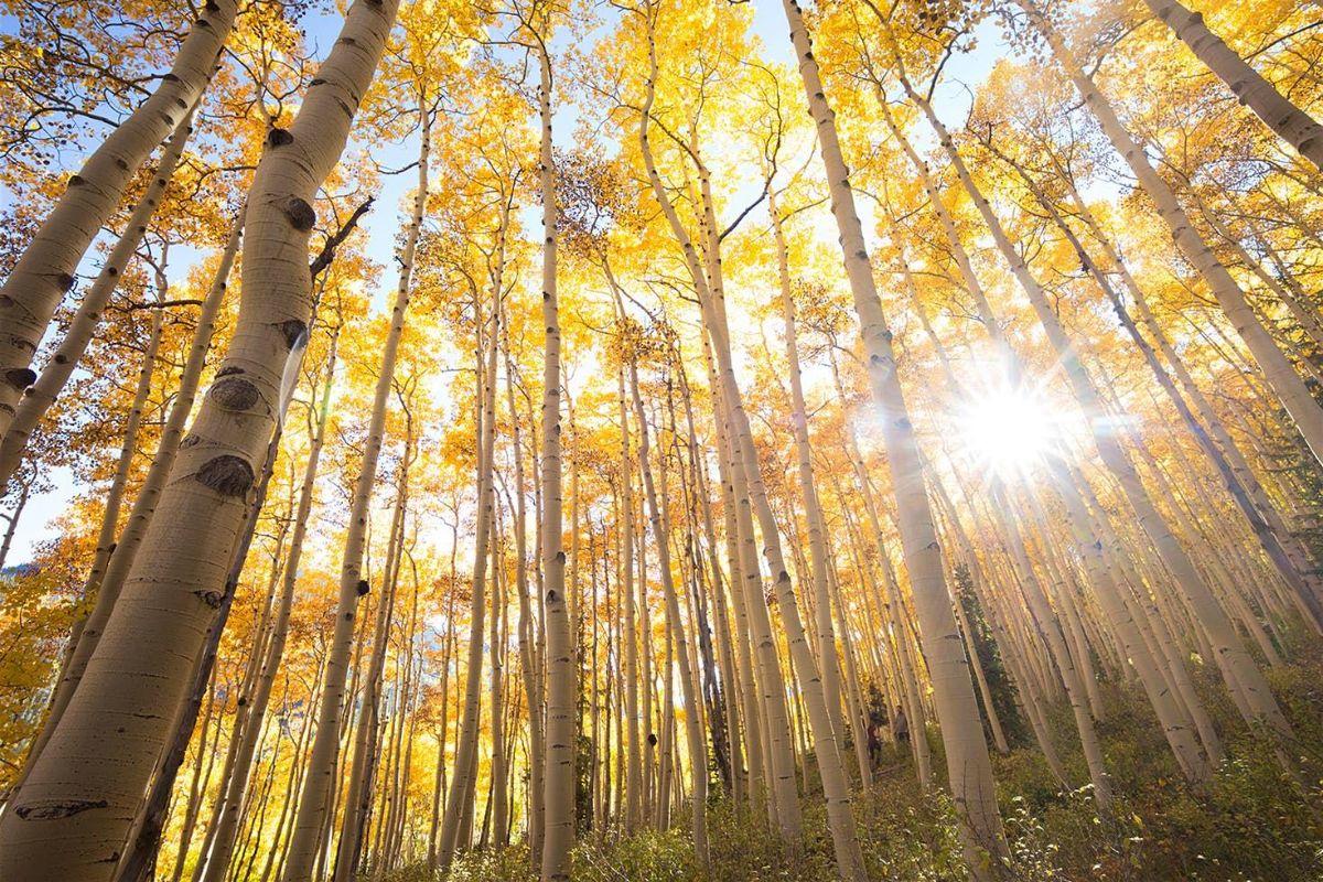 lonelyplanet's tweet photo. For foliage lovers who want to know where to go to see fall in all its finery, we’ve raked together a pile of the top leaf-peeping spots across the USA: https://t.co/v8l0iPt17Z  🍃 https://t.co/8VDTaSq9Vx