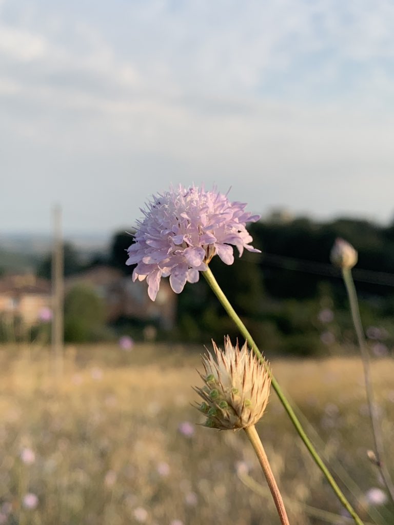 LEDFORHORTI's tweet image. 