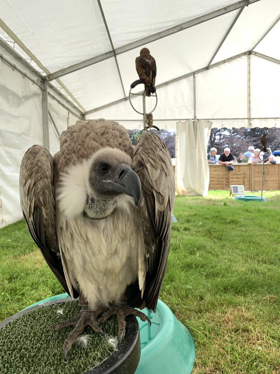EliteFalconry's tweet photo. The Blair International Horse Trials gets a lot of  national and intern’tl coverage and exposure. Less well known is the Bruadar Country Fair that supports #BIHT Its a great fair with lots to see and some lovely arena demo’s. We’re there both days of the weekend with arena shows. https://t.co/uI5YZvcQH3