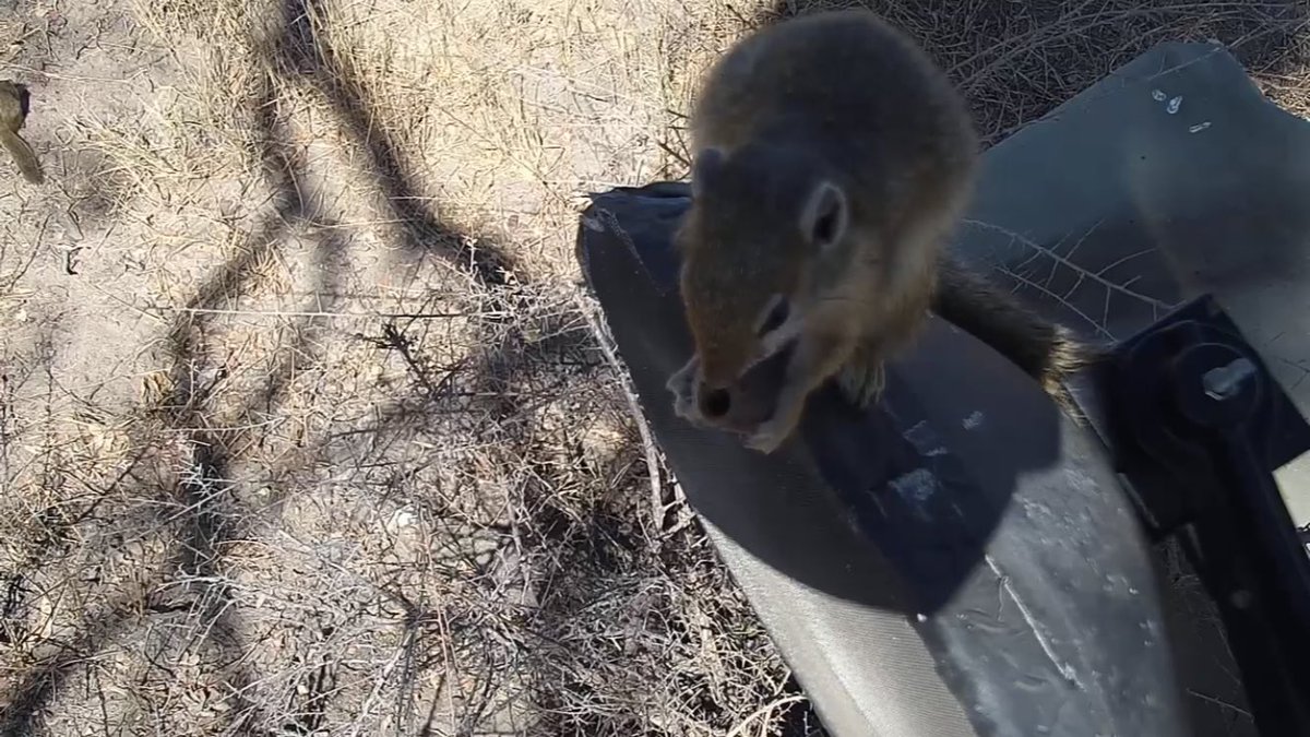 jamesiej54's tweet photo. πΏ #wildearthcams #safarilive #squirrelnut https://t.co/eG1tKMX0Vn