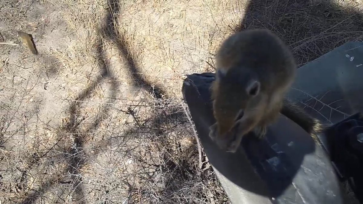 jamesiej54's tweet photo. πΏ #wildearthcams #safarilive #squirrelnut https://t.co/eG1tKMX0Vn