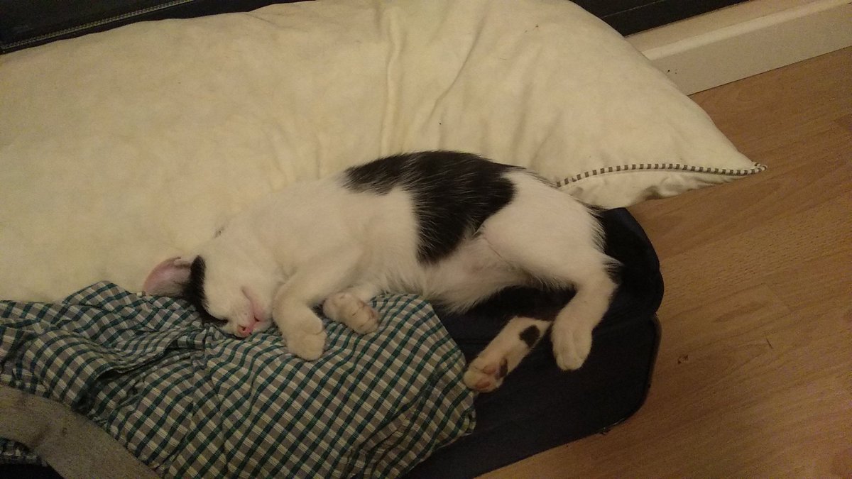 RaquelDato's tweet photo. Muero de amor con esta gatita ** https://t.co/hI5Y0gxonS