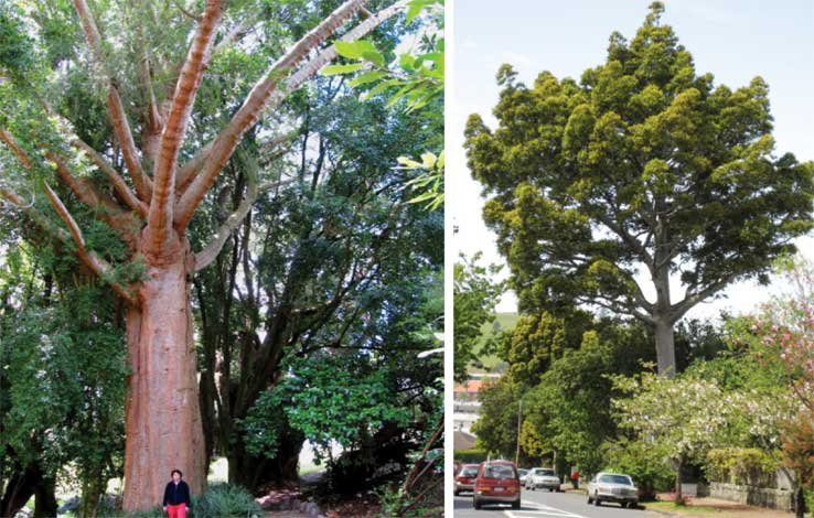 TreesUnique's tweet image. go #nature save nature