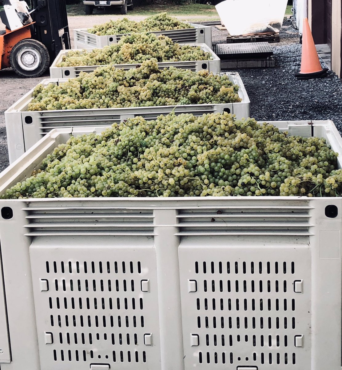 Harvest 2019, looking good!! #Chesapeakebaywinetrail #vawine #chardonnel