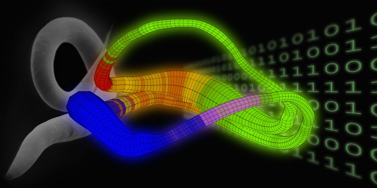 EARA_FR's tweet image. Why a #brain is more than the sum of its parts - A #computerModel that treats the #nervous system as a whole, rather than as a combination of individual #neurons, can be used to predict #behavior.
buff.ly/2GDRGSy #animalresearch #EARA @elife
