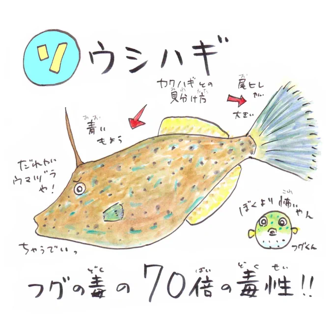 【ソ】#ソウシハギ
#カワハギ に似ているけど内臓にはフグの70倍の毒「パリトキシン」が☠️見分ける方法は尾ヒレの大きさと青い模様。温暖化で北上してきてるので釣れても食べないでね?
#あいうえおさかな #沖縄では食べるよ 