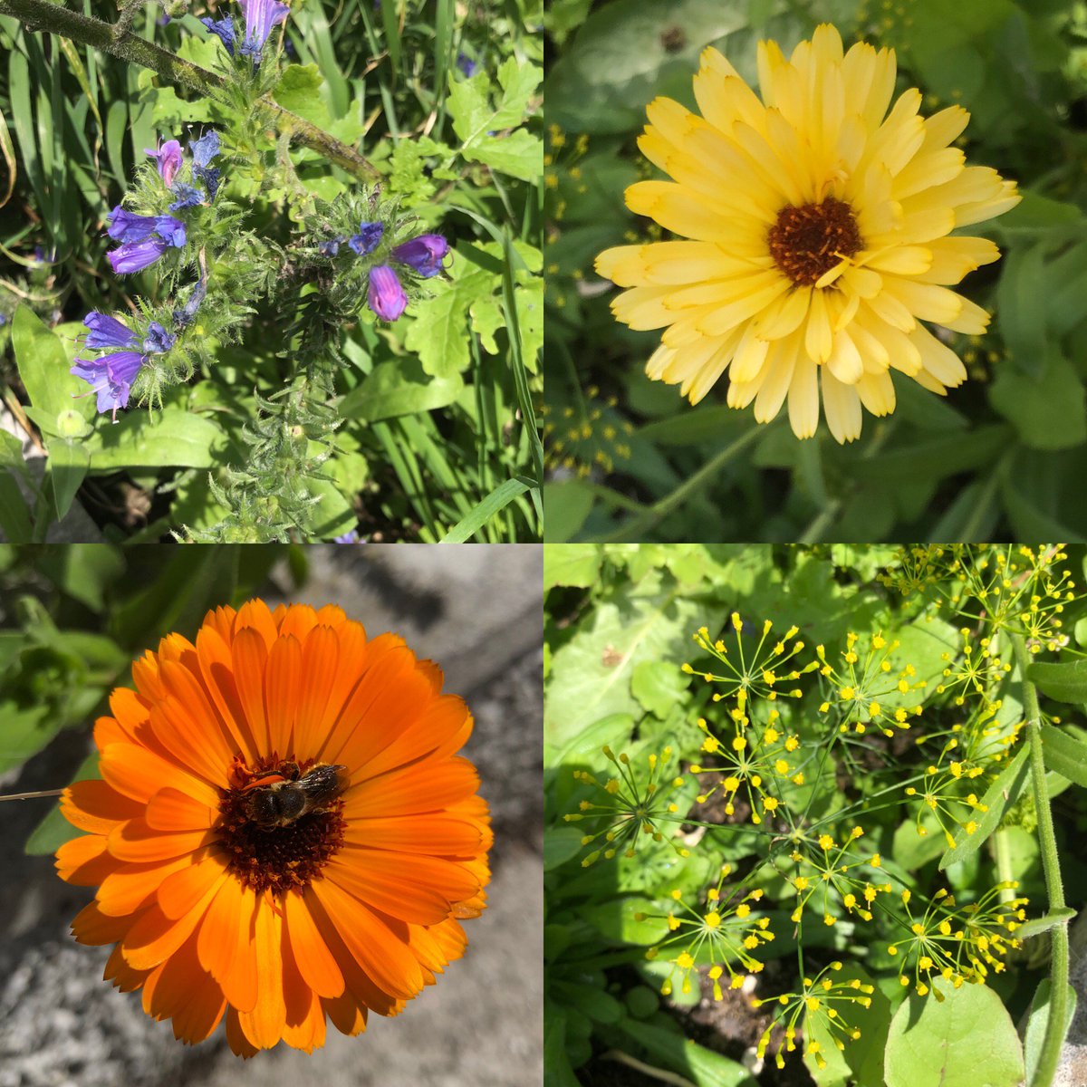 Our #wildflower garden is still blooming with different flowers and still attracting butterflies 🦋 and bees 🐝 
#savethebees #butterflies #wildflowergarden #working4wildlife