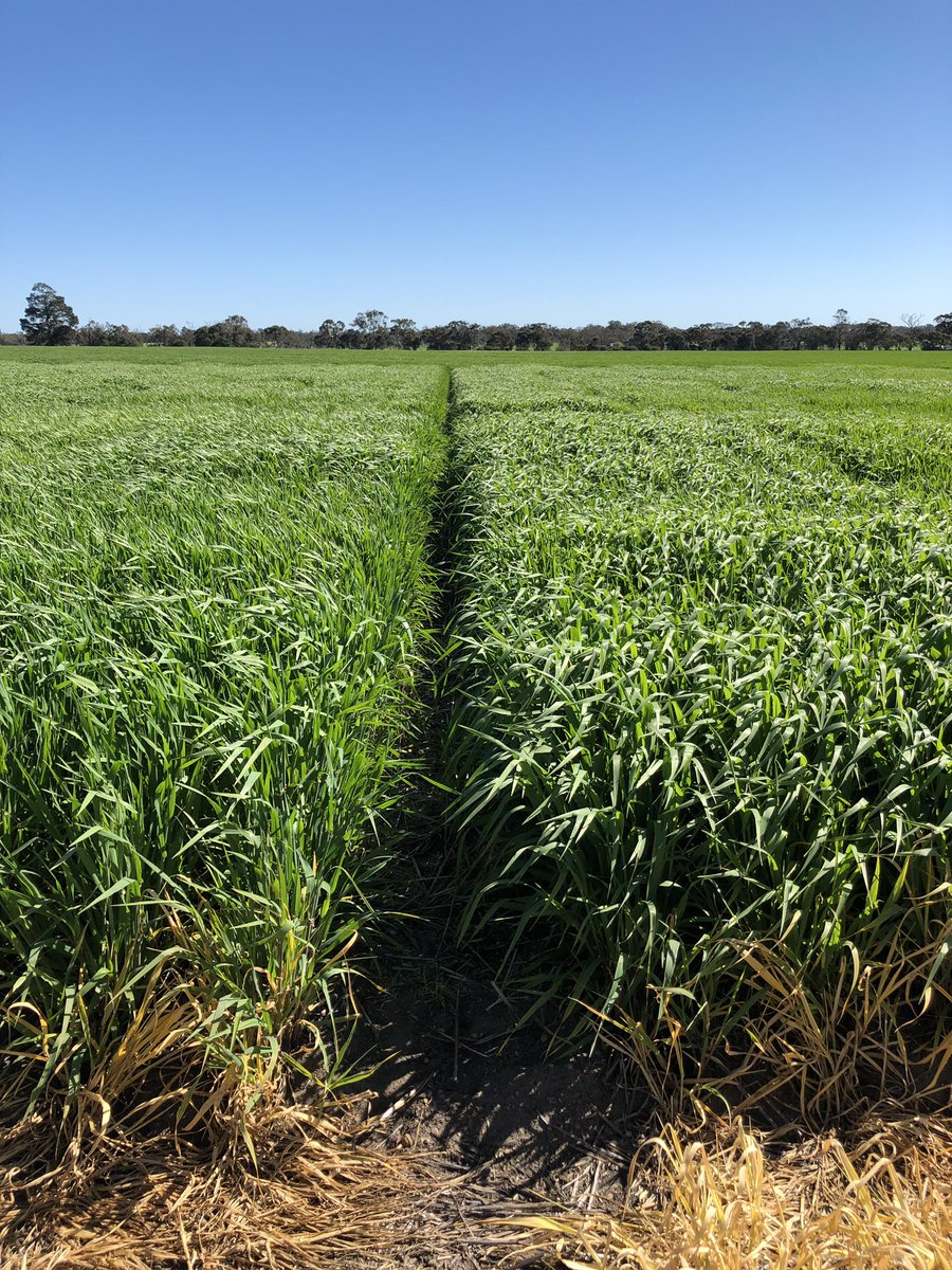 agro_brad's tweet photo. Planet ticking away nicely at one of @LMKWAagronomy trials in Kendenup. Same units of Nitrogen. Right had 150 units at seeding. Left had 150 units at First node. Keen to see if we end up at similar point. https://t.co/B2qGzPV2C9