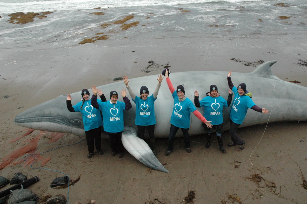 whalesorg's tweet photo. We need your help! Scottish govt plans to create protected areas for minke whales and Risso’s dolphins. They’re holding a public consultation. This is your chance to tell them you support this protection. It’s quick and easy, just
sign now 👉 https://t.co/OF9voW2vMv #SupportMPAs https://t.co/LQd8T37jVW