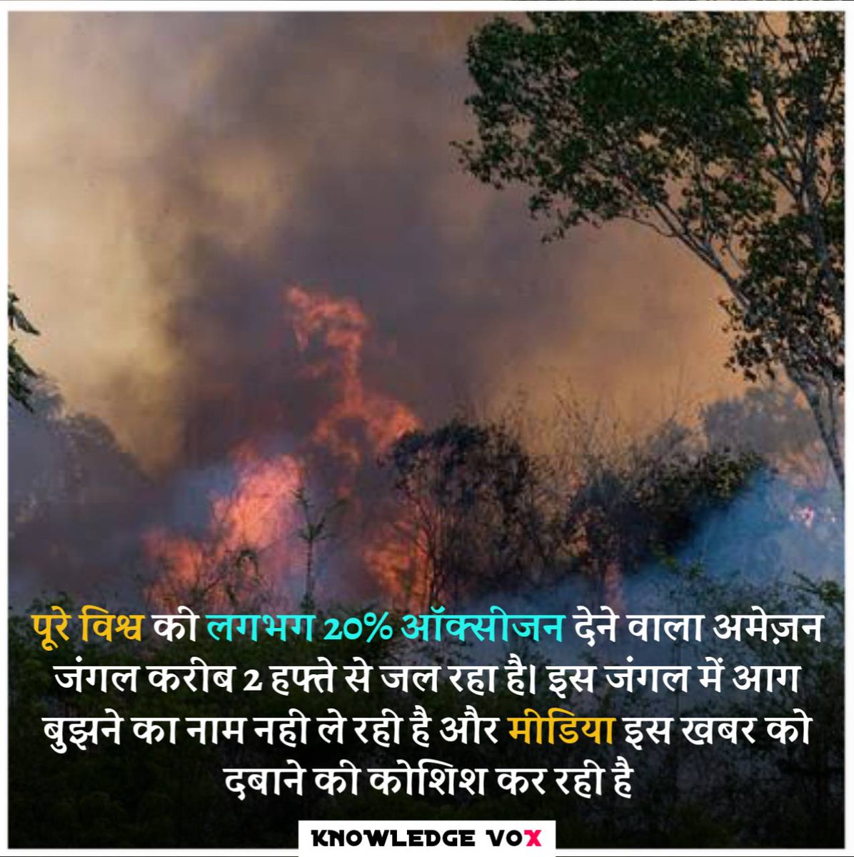 KnowledgeVox's tweet image. #AmazonForestFire #AmazonForest