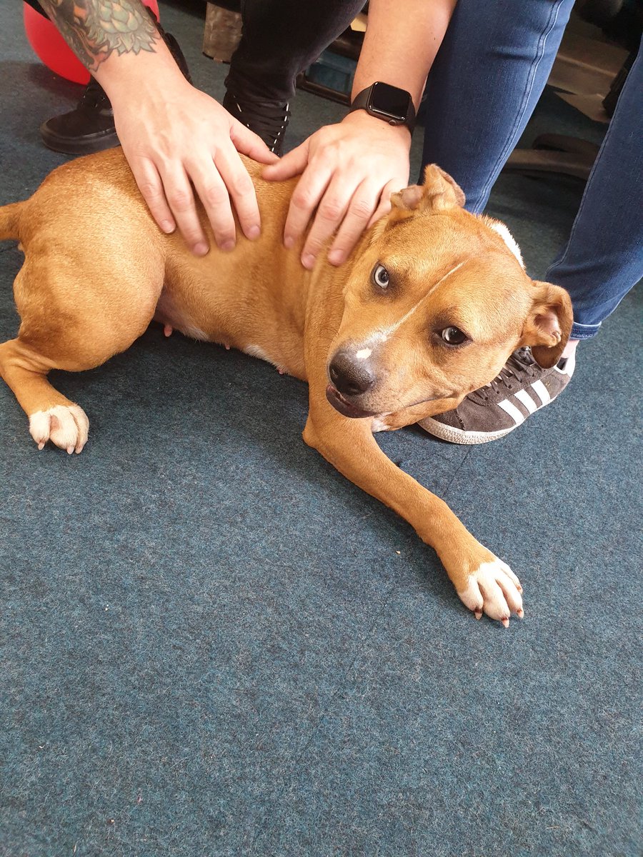 SureSafeLTD's tweet image. Welcome to the team Roe 💕 beautiful Roe was a stray and was adopted by our compliance manager Dan. She has enjoyed lots of cuddles and all the attention from everyone. #dogatwork #officedog #rescuedog #Widnes #Halton #Happydog #dog #dogsoftwitter #staffydog #suresafeelectrics