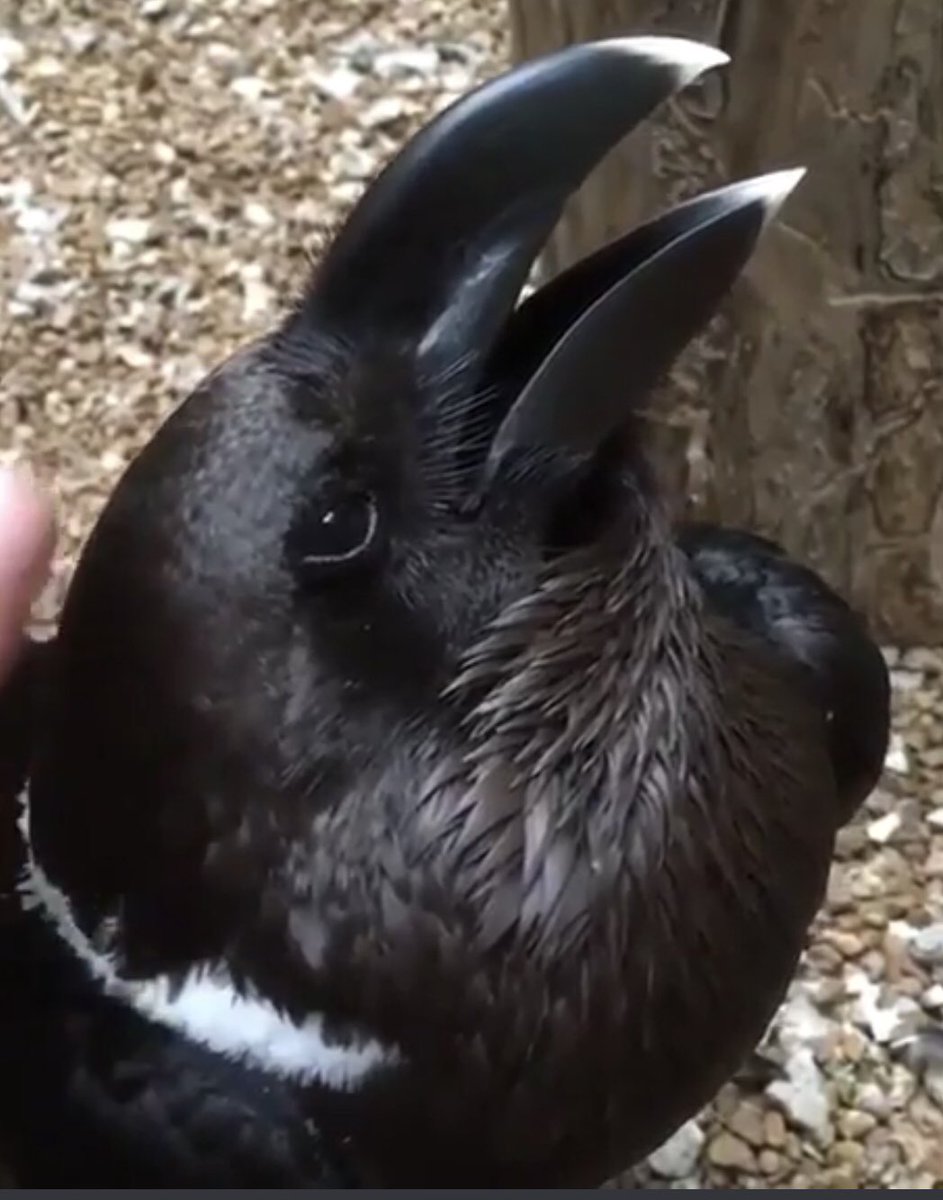 What does this picture show??? It’s the latest thing confusing the internet!! #7news 

Like if it’s a BUNNY
Retweet if it’s a BIRD

Uhhh comment if you see something else!! 🤣🤣🤣