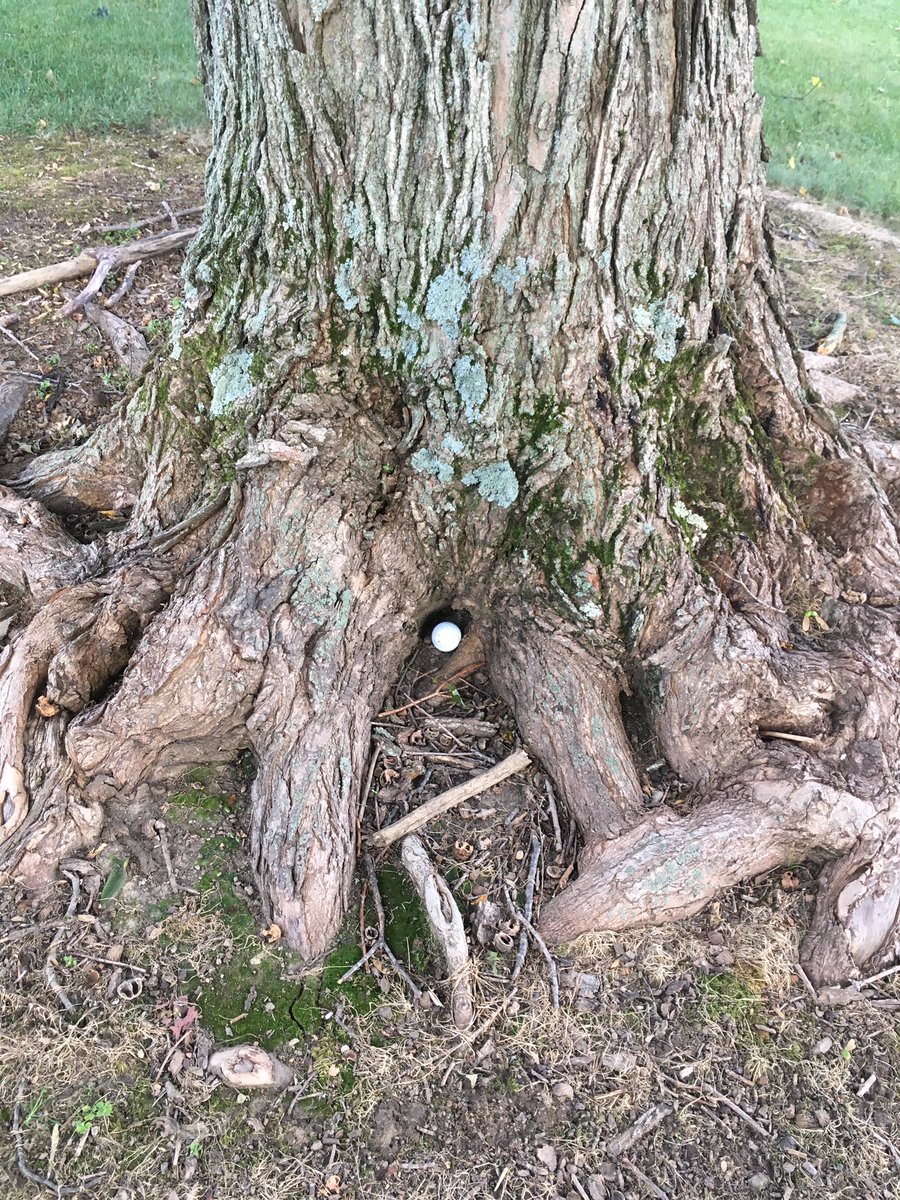 FindlayGolf's tweet photo. JV boys golf team played Liberty Benton's JV in a 9 hole match at Sycamore Springs golf course.  Findlay won 199-220 with Sam Crawford of Findlay as the medalist with a 46.  Also below is a picture of Danny Moniger’s tee shot on hole 9, that’s crazy! https://t.co/Kxj9WfSl5f