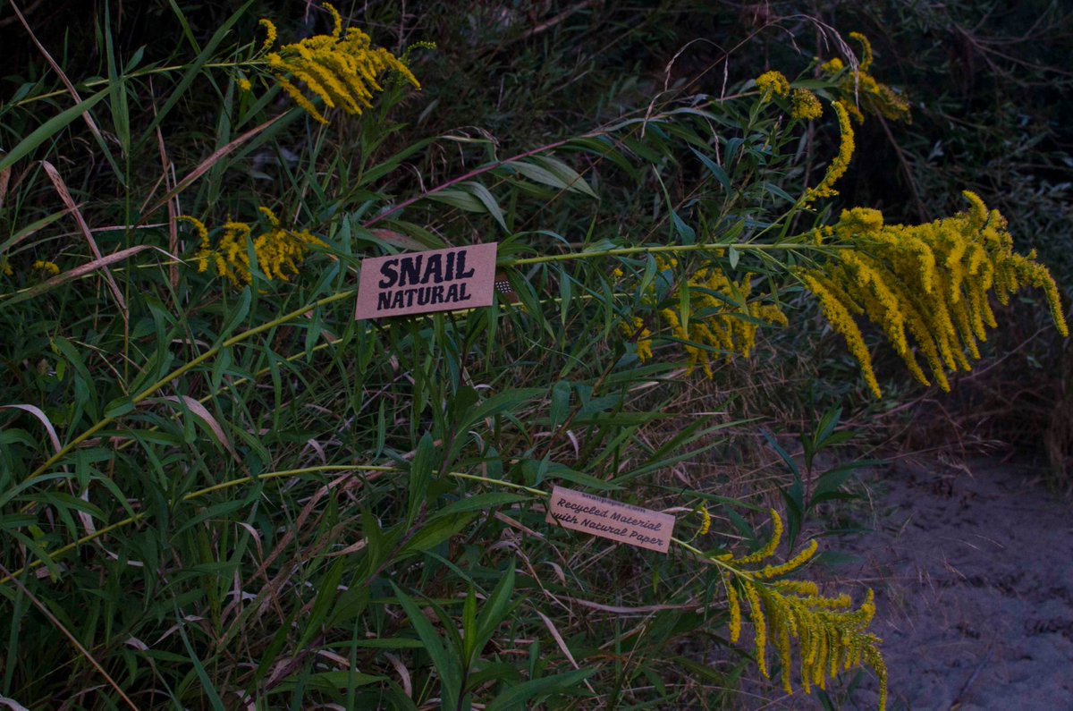 Pure nature <a href="/snailpapers/">Snail Rolling Papers</a> collection with unbleached rolling papers and unbleached tips. From natural pulp fibers with natural Arabic gum, sourced from Europe. The purest out there, available as Magnetic maxi pack and King size slim.
snailpapers.com/product/pure-n…
snailpapers.com/product/pure-n…