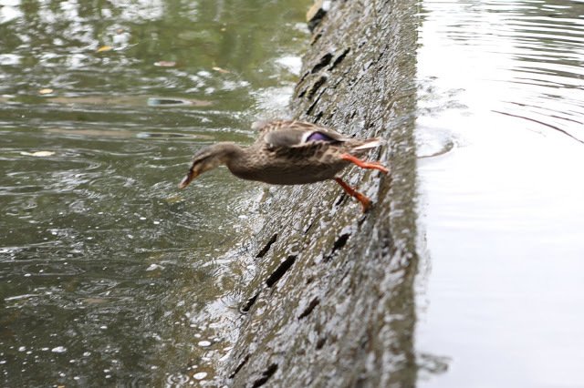 duckoftheday's tweet photo. 22 Aug 2019 https://t.co/eeUE89Jigu