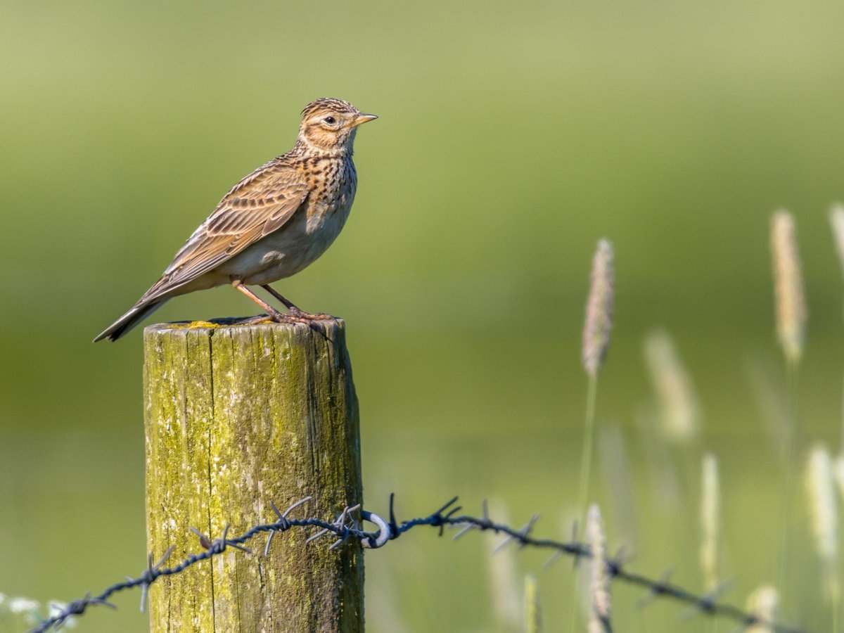 CapsCoalition's tweet photo. Constraints &amp; Opportunities for Mainstreaming Biodiversity &amp; Ecosystem Services in EU Common Agricultural Policy: Insights from @IPBES Europe &amp; Central Asia assessment. "Considering ecological thresholds is key". https://t.co/x7jAcfmPMe https://t.co/lea7hvpIf1