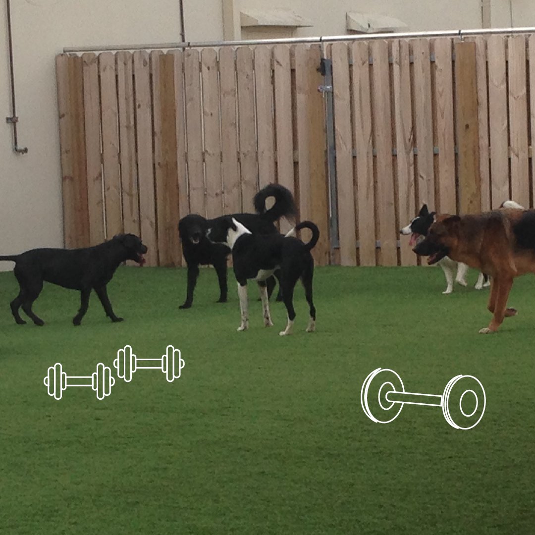 campcanine's tweet photo. 😎 https://t.co/BYFPAiiOJx