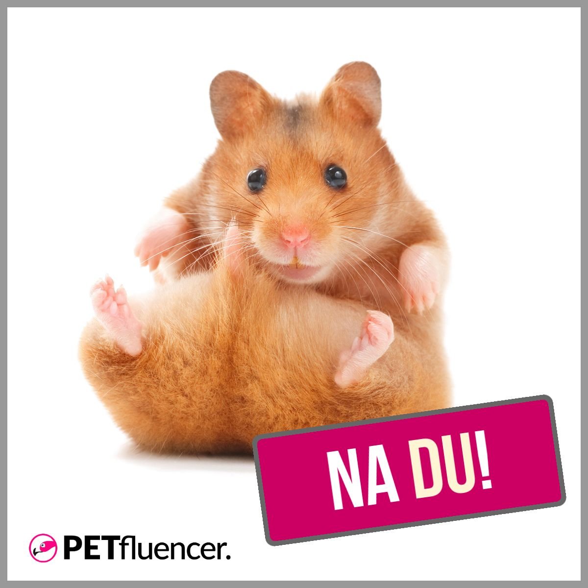 Petfluencer Marketing Newsletter August 2019 - mailchi.mp/8136f41fe4bc/p…