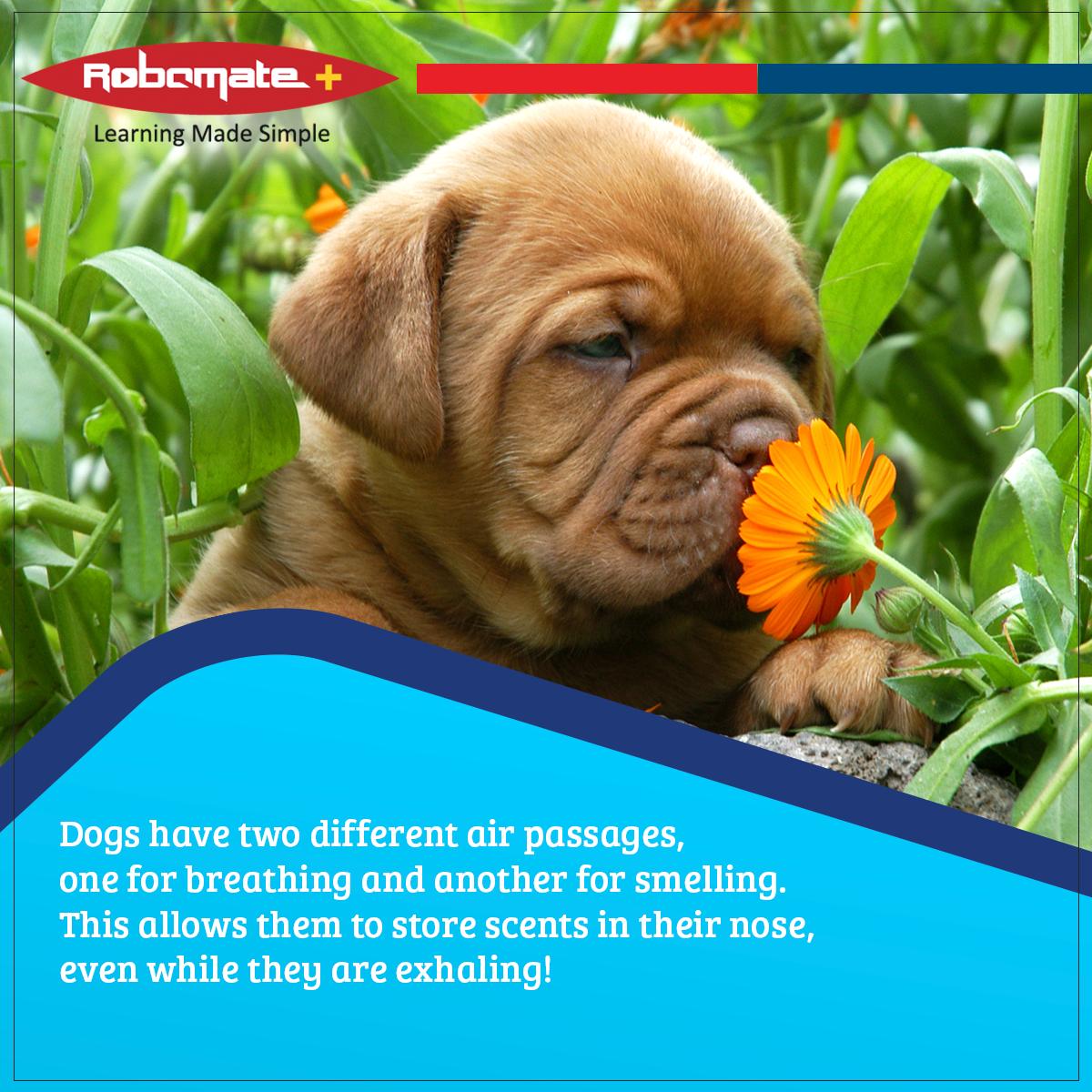 Robomateplus's tweet photo. Did you know this fact about dogs?
#Robomate #Facts #LearningMadeSimple #VideoModule #Curriculum #DigitalLearning #ConceptClarity #DigitalBooks #Dogs #DidYouKnow https://t.co/Lo1Mhj8b6e