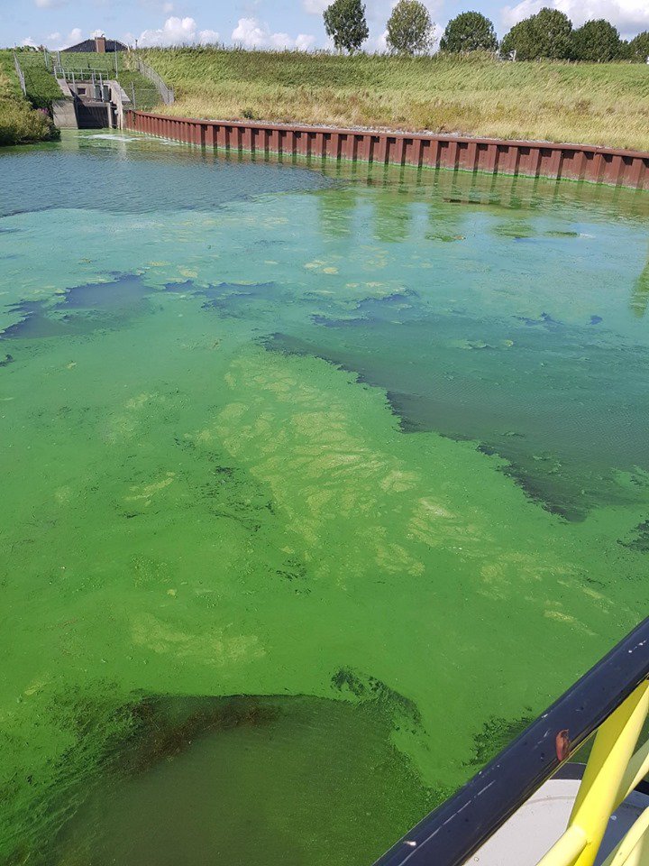 Nieuws Goeree O.: Blauwalg gevonden in jachthaven Ooltgensplaat  goeree-overflakkee.nieuws.nl/nieuws/15695/b…   #GoereeOverflakkee #blauwalg #gevaarlijk #zwemadvies #gemeente #waarschuwing