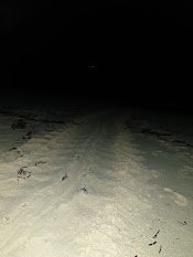 AtollVolunteers's tweet photo. Did you know that you can tell which species of turtle has nested on the beach by the tracks they make? Here is a picture of the return tracks of a turtle that nested on our beach in Naifaru. Any guesses as to which species?!
#Turtle #TurtleNesting #Maldives #Tracks #Conservation https://t.co/es4oUKm4kk
