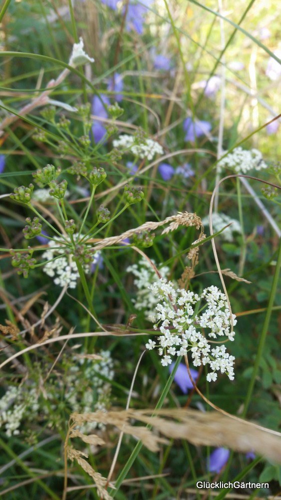 GGaertnern's tweet photo. Wildblumenwiesen … https://t.co/48xnwgqCFz https://t.co/tpMxkj967Y