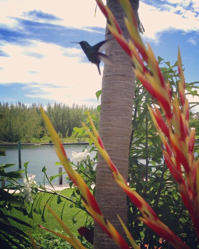 #hummingbird in my #bromiliads  #cubanemerald 
.
.
#caliswurld #abaco #bahamas  #willtakeyouthere #islandlife #islandlife🌴 #islandliving #latitudeadjustment #flamingler #flamingling #islandphotography #naturephotography #cubanemeraldhummingbird #bahamasbirds  #hummingbirdlover