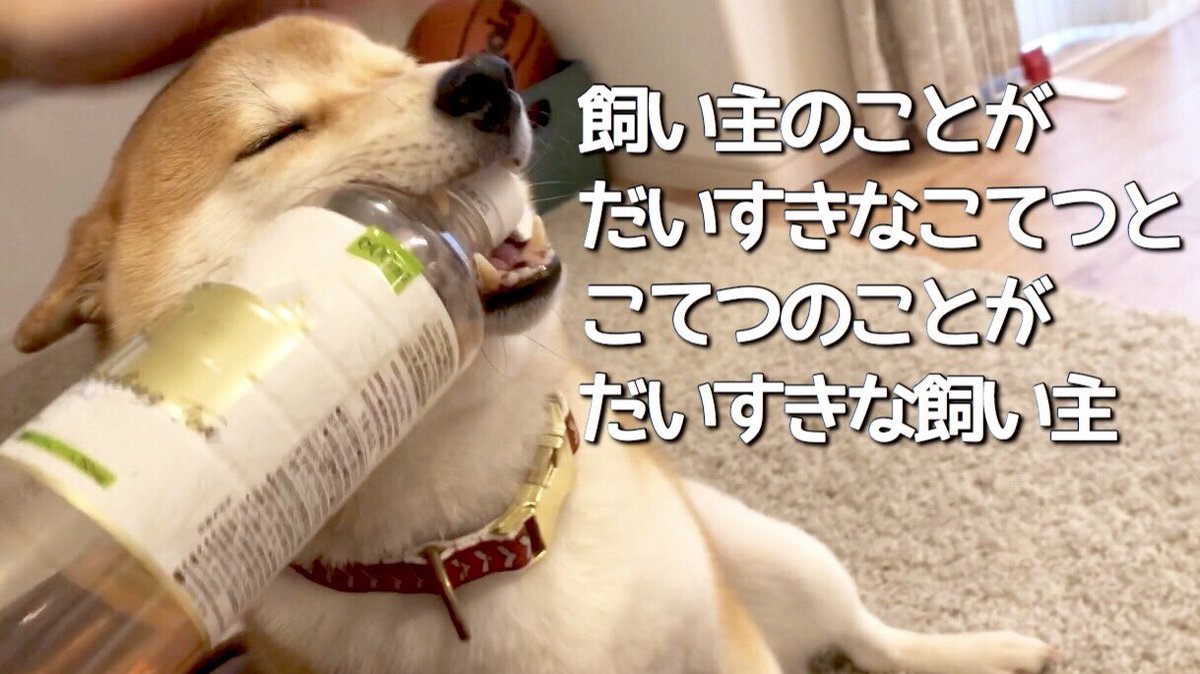 柴犬こてつ君 相思相愛すぎる 飼い主帰宅時の柴犬こてつ君 T Co Ofjtnivzn7