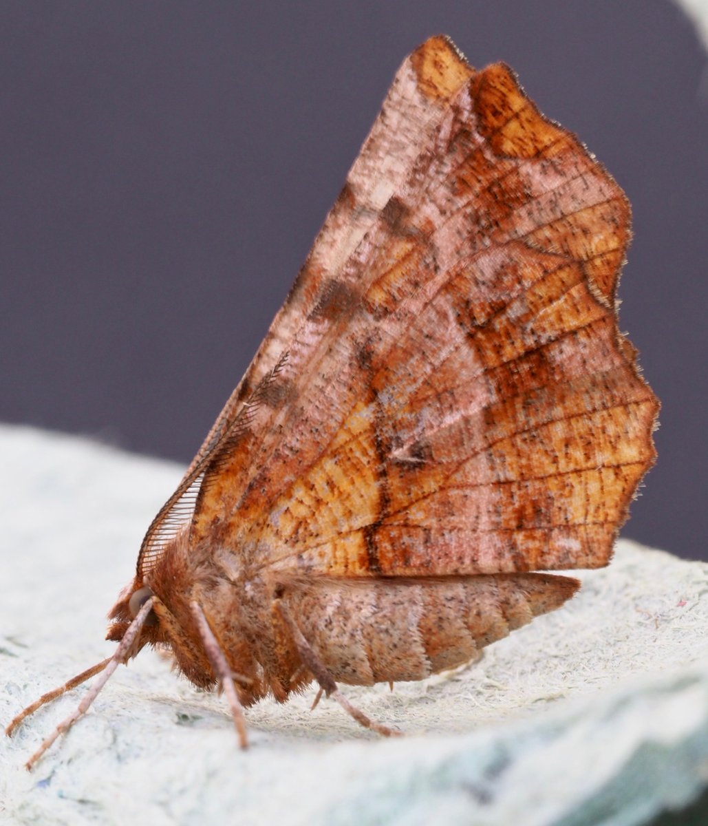mogobriain's tweet photo. Some of the magnificent moths at #Dooniver #AchillIsland in recent days - Canary-shouldered Thorn, Pebble Prominent, Pink-barred Sallow & EarlyThorn https://t.co/7bGJxV5QLv