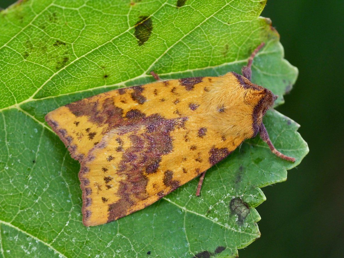 mogobriain's tweet photo. Some of the magnificent moths at #Dooniver #AchillIsland in recent days - Canary-shouldered Thorn, Pebble Prominent, Pink-barred Sallow & EarlyThorn https://t.co/7bGJxV5QLv