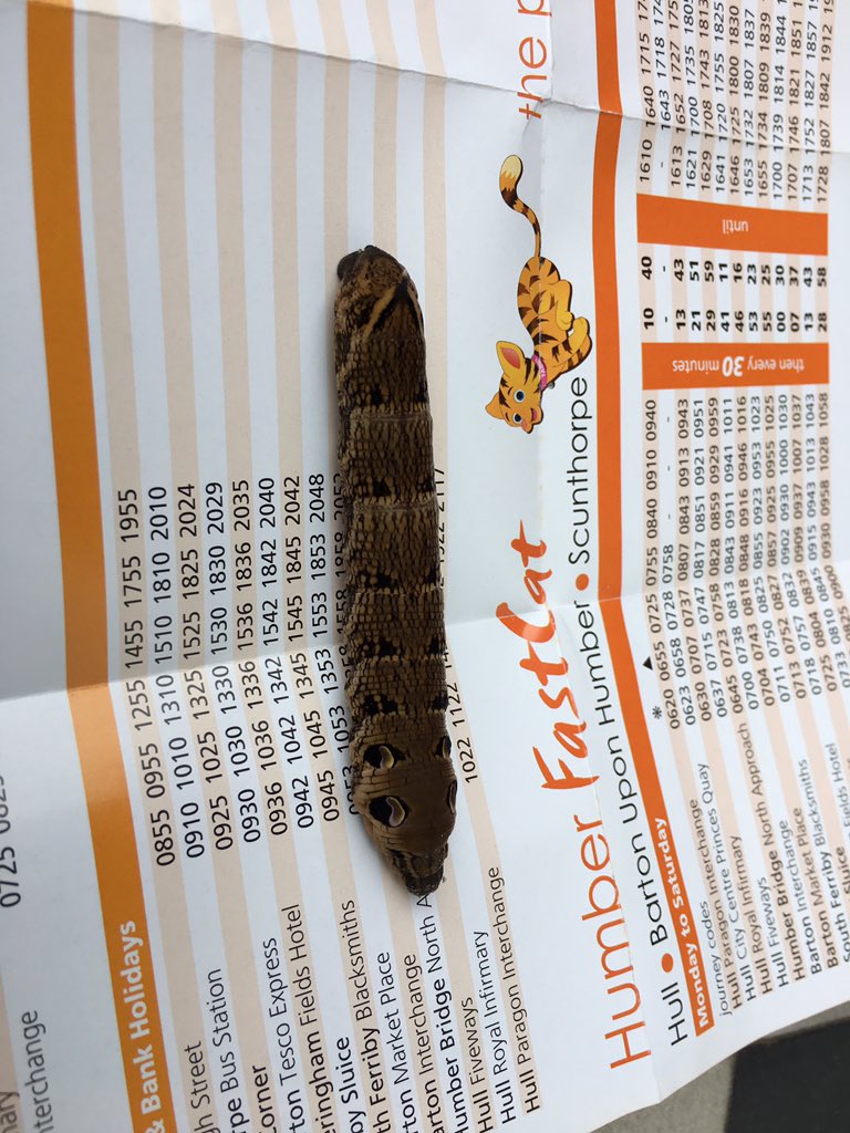 MccaffreyCo's tweet photo. Elephant Hawk Moth Caterpillar on our drive in Hessle yesterday https://t.co/GK9nCvRDz8