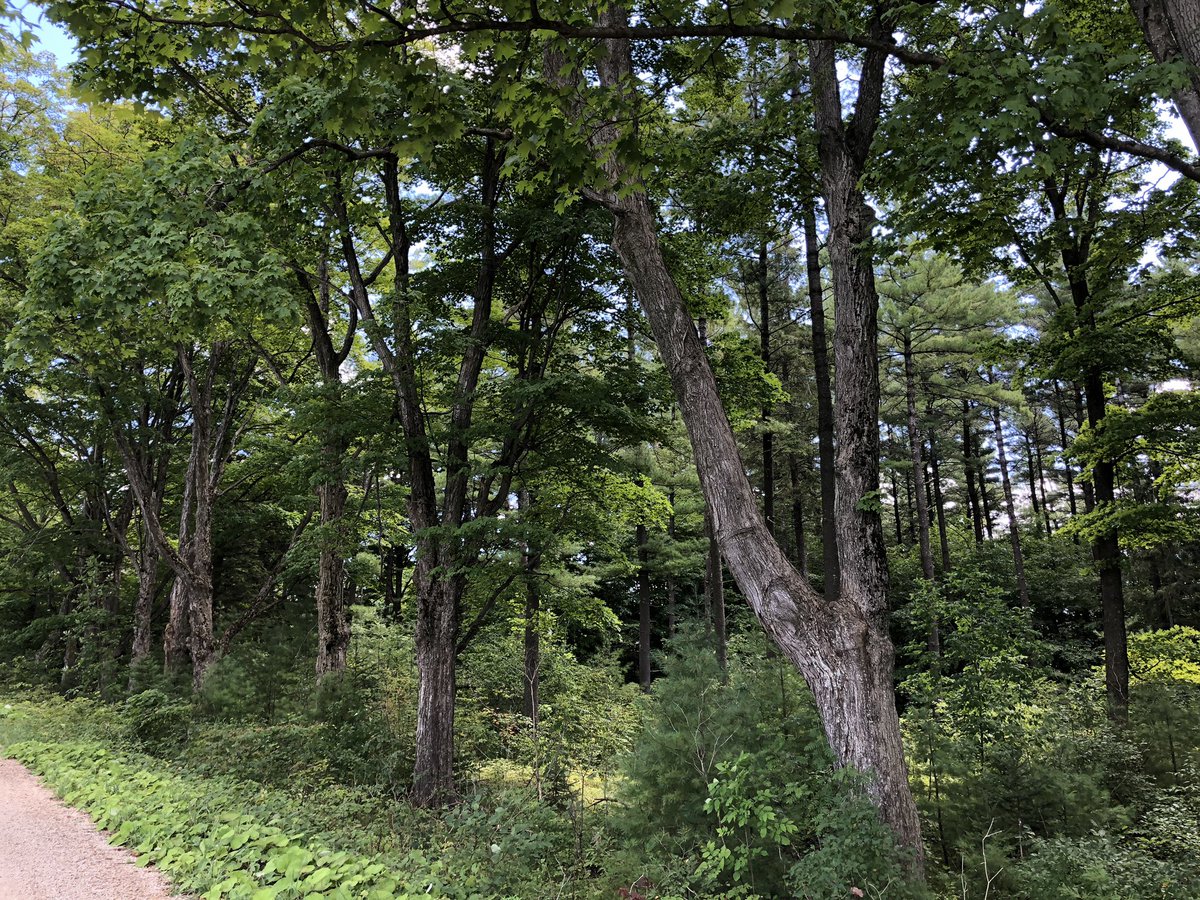 MsRumsby's tweet photo. Went for a bike ride through the country π΄π»ββοΈ #MustangsSummer https://t.co/4RMNwWZ3Eg
