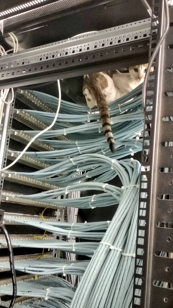 This cat came all the way from MATRIX. Now, she's taking care of our Datacenter. 
She owns it. 🤔♥️