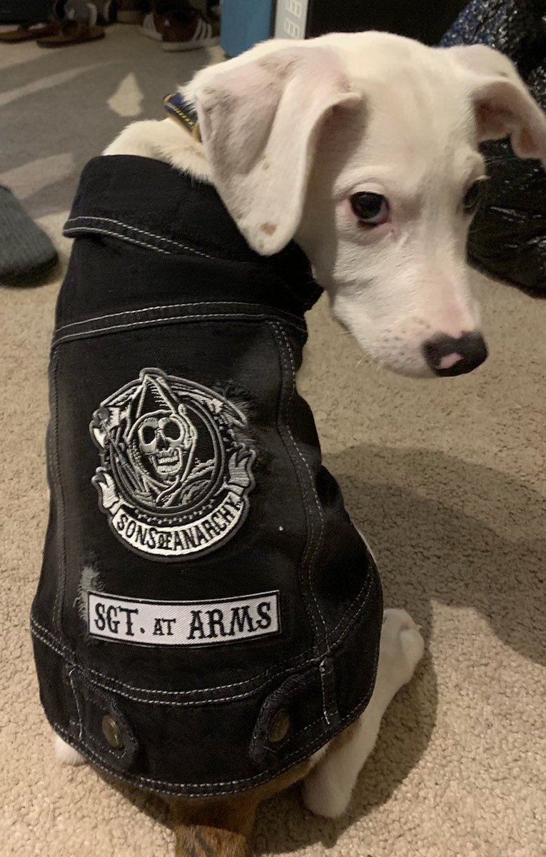 stasea_hwa's tweet photo. Mr Tig is all decked out in his mc gear. Looks like he’s officially a member of #samcro now. #adoptdontshop . @davidlabrava @KimFCoates @SonsofAnarchy https://t.co/Jzd0aXXEvb