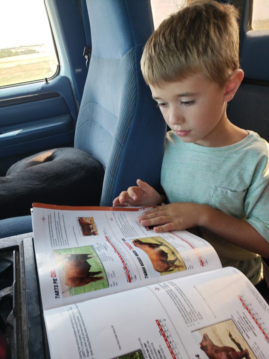 ash_kattler's tweet photo. Just picking out his favorites. @SelectSiresBeef #ranchkids #selectsiresbeef #selectthebest #cdnangus https://t.co/UsYV4ryjej