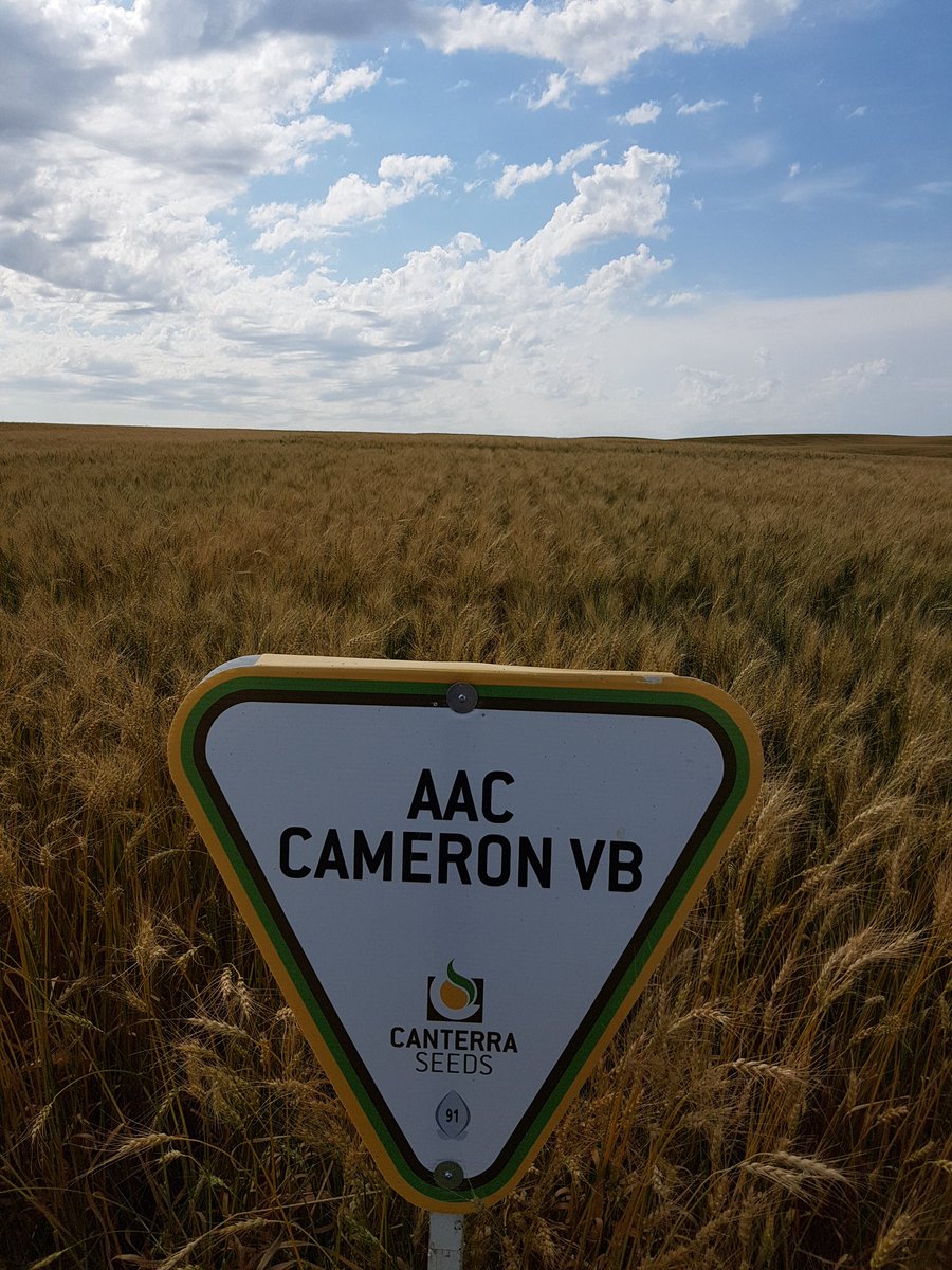 JoannaCanterra's tweet photo. #CameronVBWheat looking great at Biggar. Thanks to #WylieSeeds #CanterraSeeds https://t.co/4iPzGcjJCI